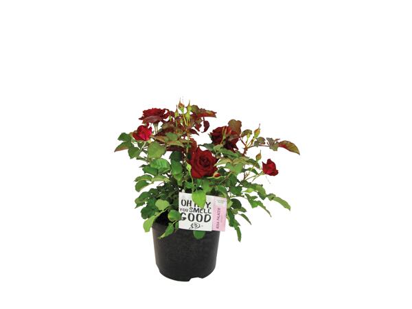 Garden Rose