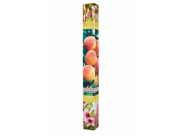 Arbres fruitiers