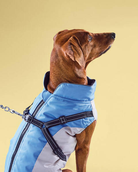 Dog Coat with Harness