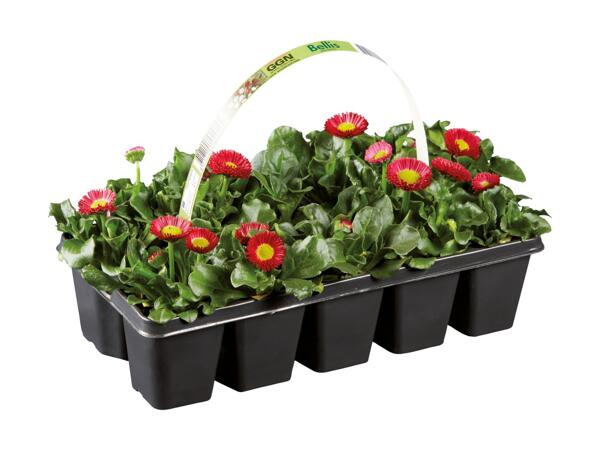 Forårsblomster
