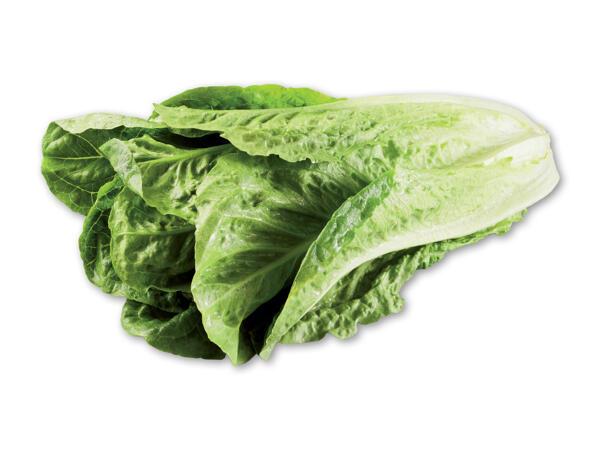 Økologisk dansk romainesalat