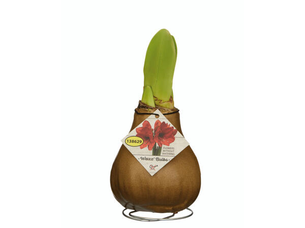 Amaryllis