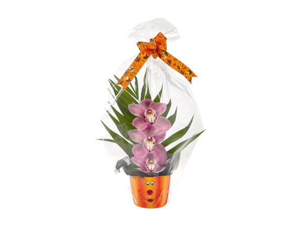 Cymbidium in Halloween Vase