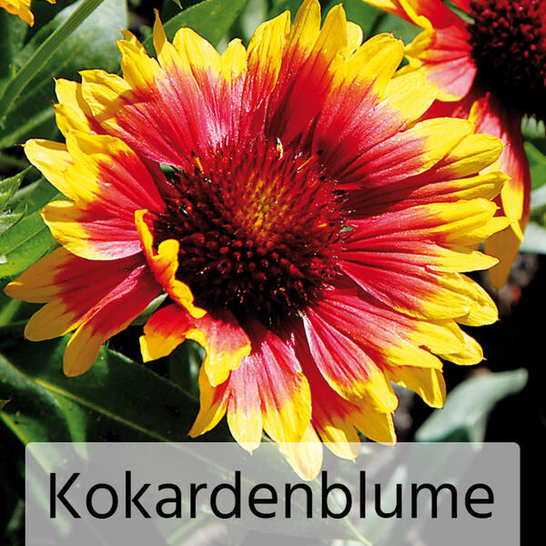 Gartenstauden-Mix