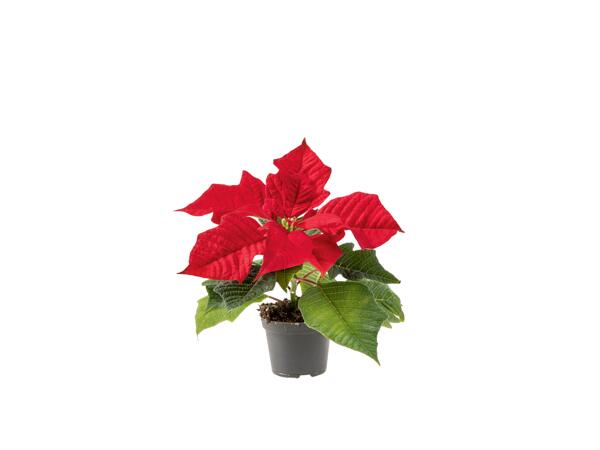 Mini poinsettia
