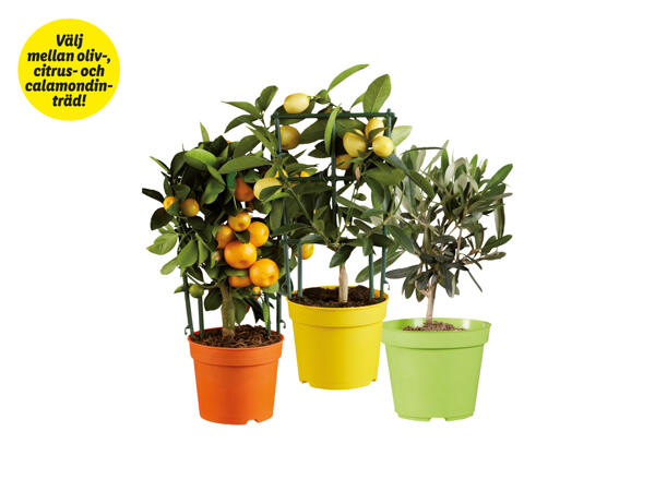 Citrus- och olivträd