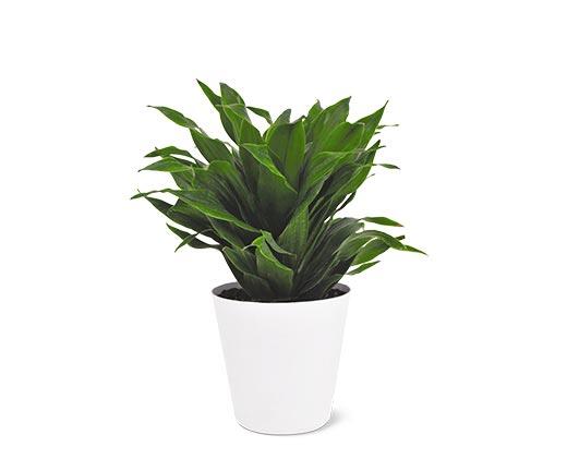 4" Foliage Assorted Varieties