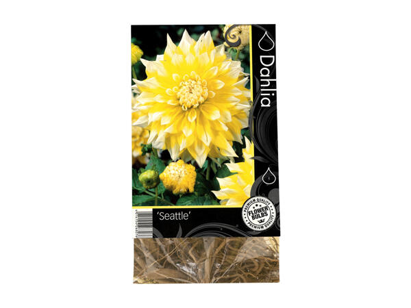 Premium Autumn Bulbs