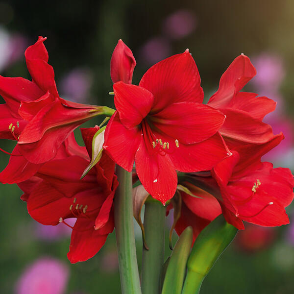 Amaryllis