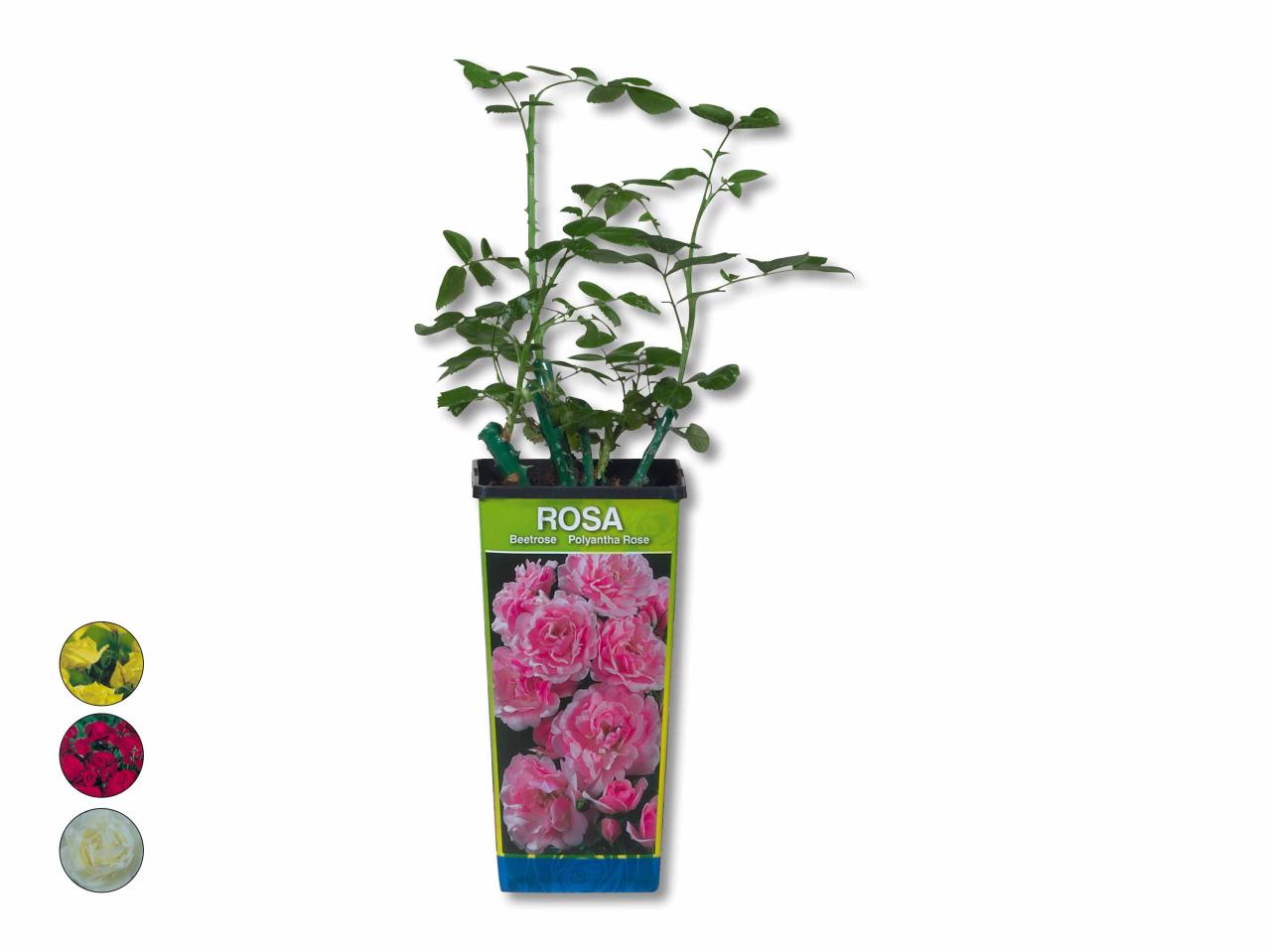 Rosier de jardin greffé