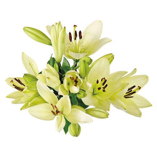 5 Stem Lily Bouquet - Assorted Color