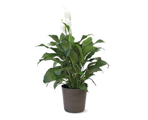 10 Inch Foliage Assorted Varieties