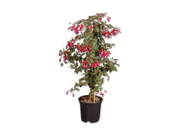 Fuchsienhochstamm