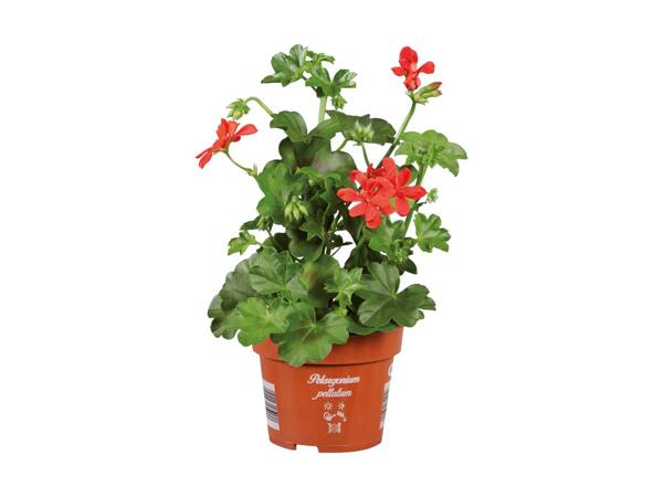 Variegated Geranium
