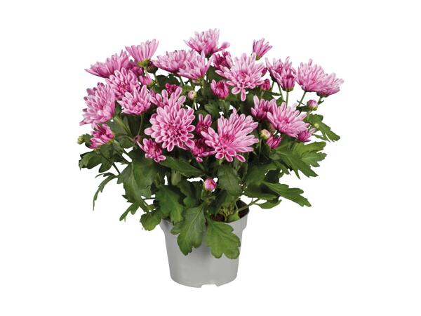 Krysantemum