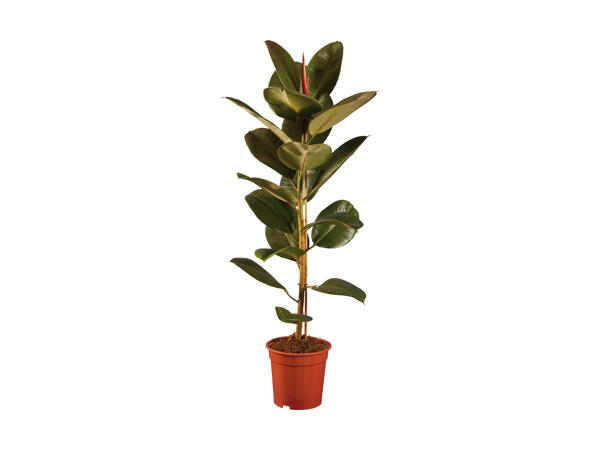 Store grønne planter