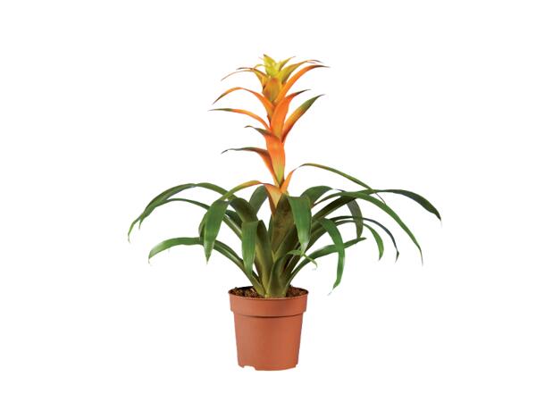 Vriesea or Guzmania