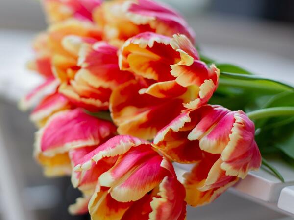 Tulipes perroquet