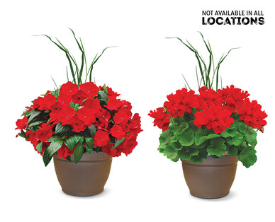Premium Flowering Plant
