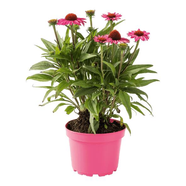 Echinacea