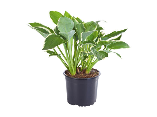 Hosta/Funkie