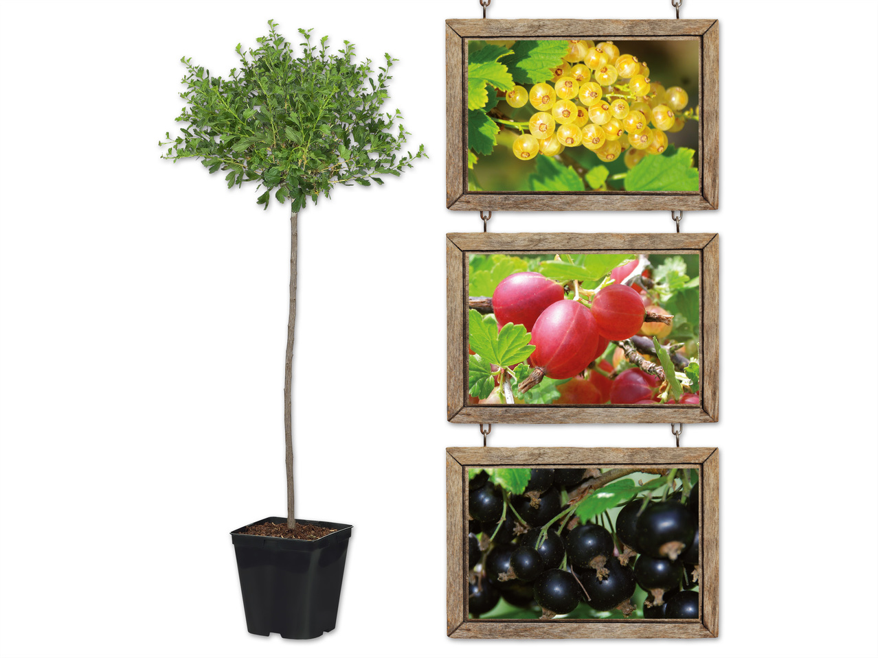 Beeren auf Stamm