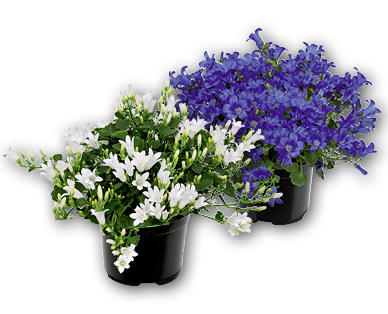 GARDENLINE(R) Campanula
