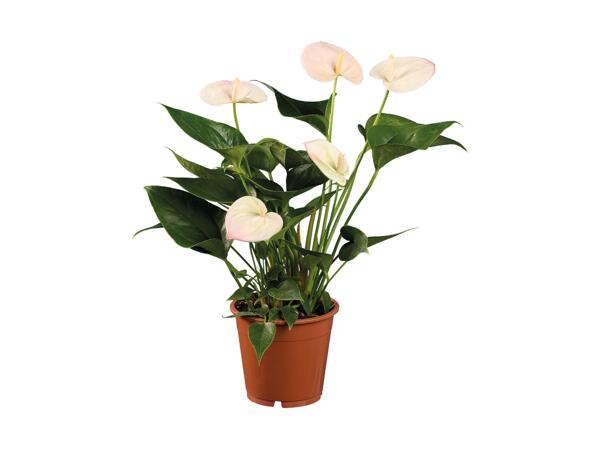 Flamingoblomst