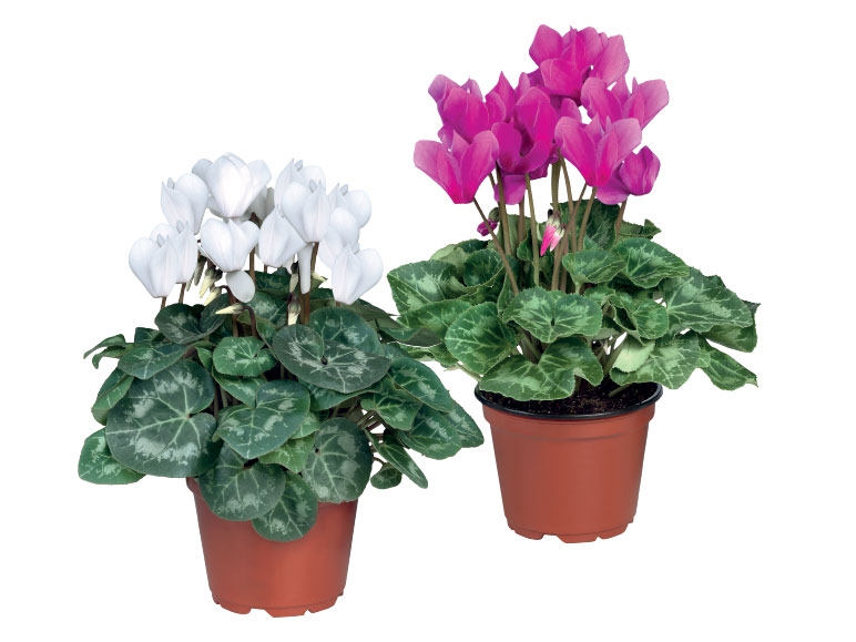 Cyclamen