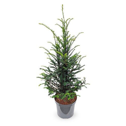 Eibe aus Österreich 80cm