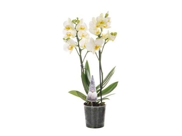 Téli figurás orchidea*