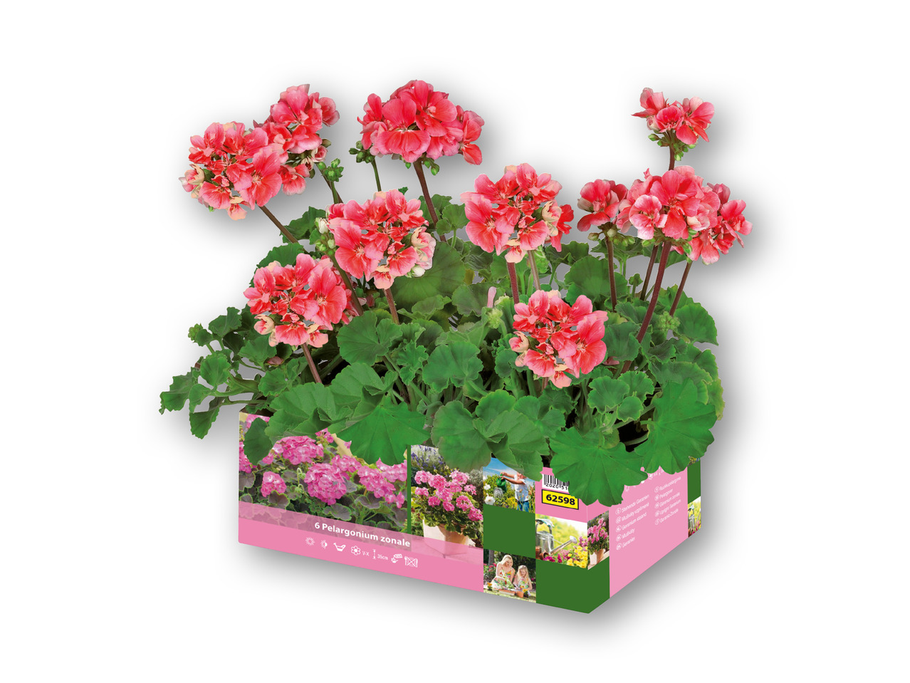 Pelargonie 6'er bakke