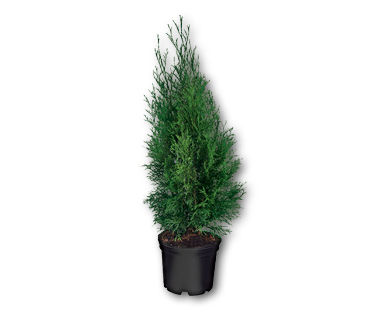 Thuja Smaragd
