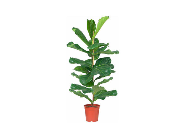 Large Green Houseplant