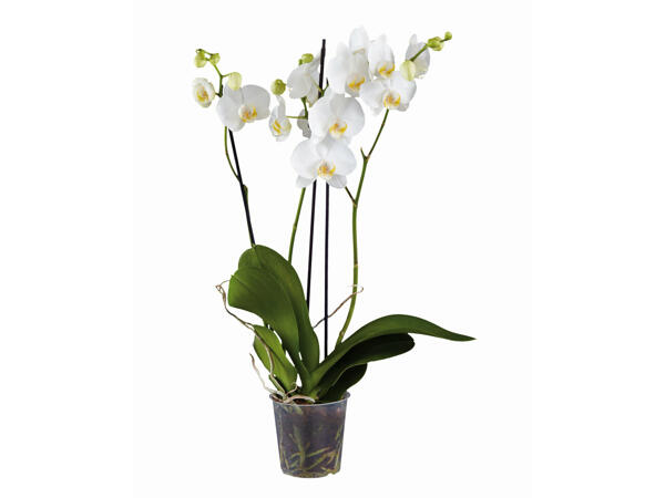Orchidée