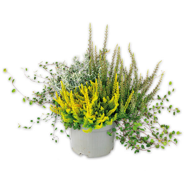 Herbsttraum Quattros