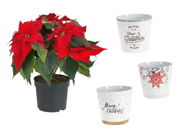 Poinsettia à plusieurs branches & pot en céramique avec design de Noël
