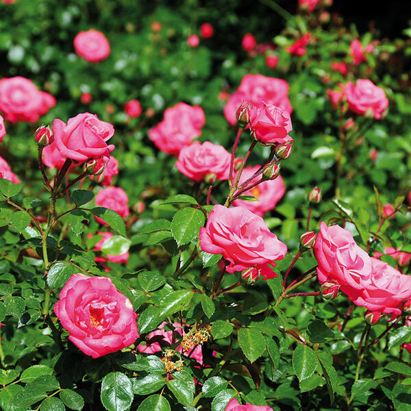 Rosen in Schale