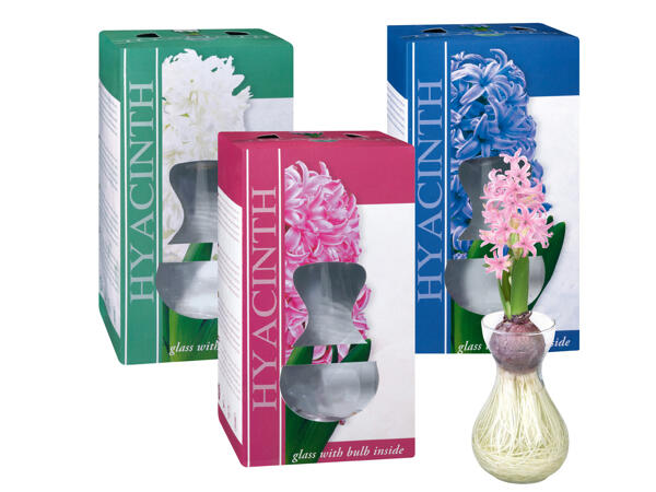 Hyacinths