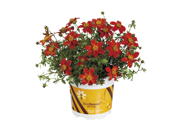Bee-Friendly Bidens