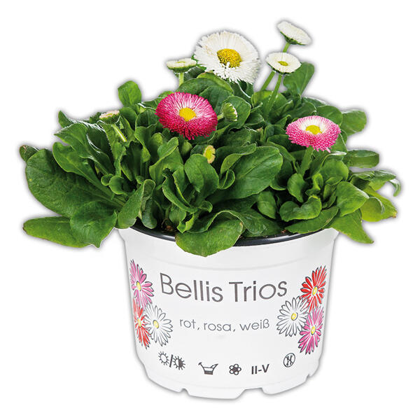 Bellis "Trios"