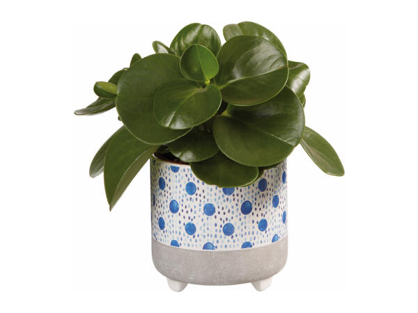 Plant in Blue Ceramic