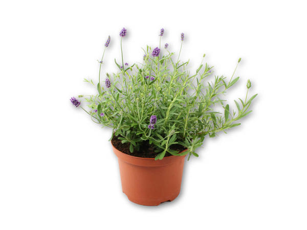 Lavendel