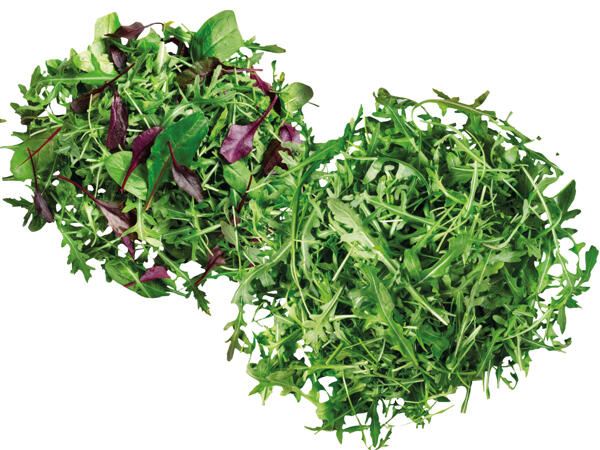 Mix Salat oder Rucola