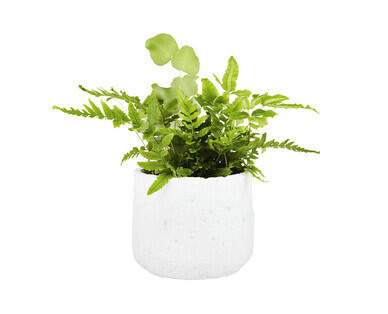 Fern in Ceramic Pot