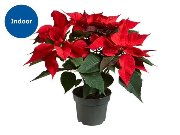 Poinsettia