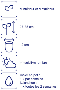 Rosier en pot ou kalanchoé