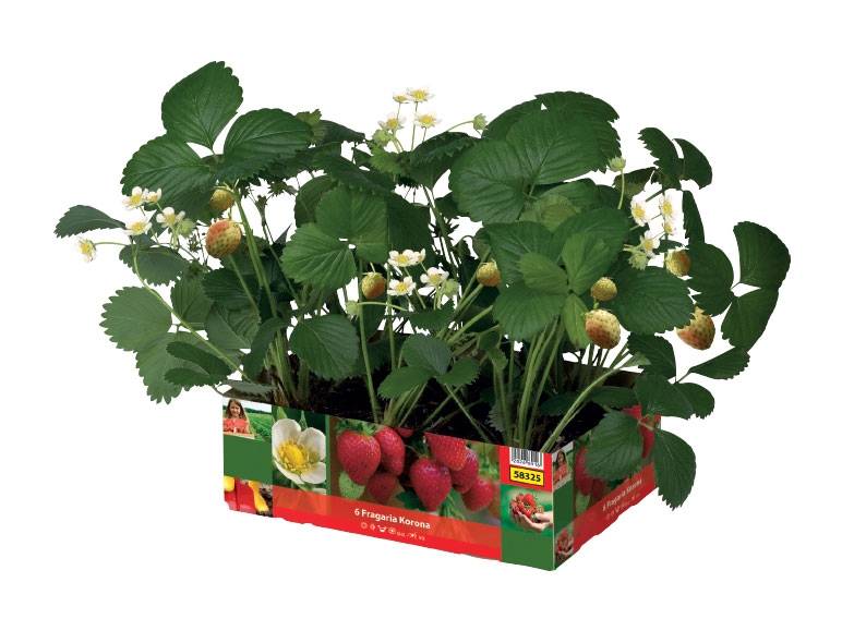 Strawberry Plants