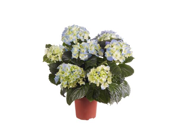 Hydrangea