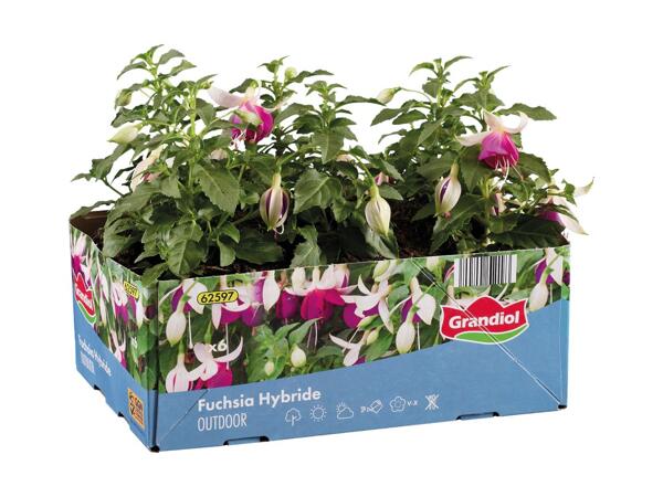Pelargonie, hænge-pelargonie eller fuchsia